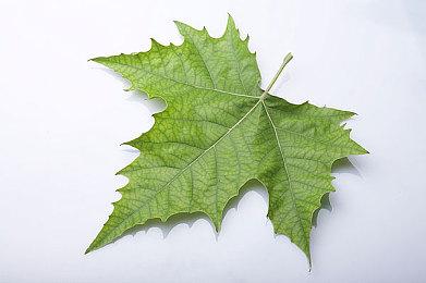 泄密者表示：任天堂直面会仍于9月举行